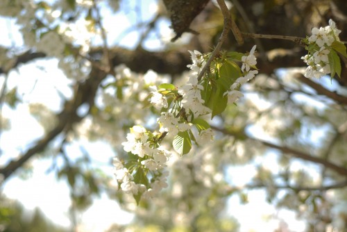 cherryblossom