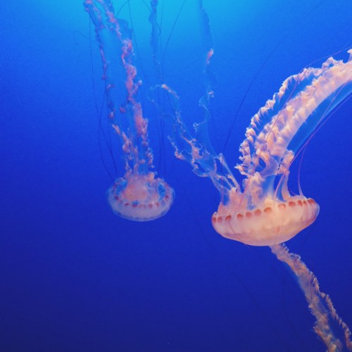 jellyfish