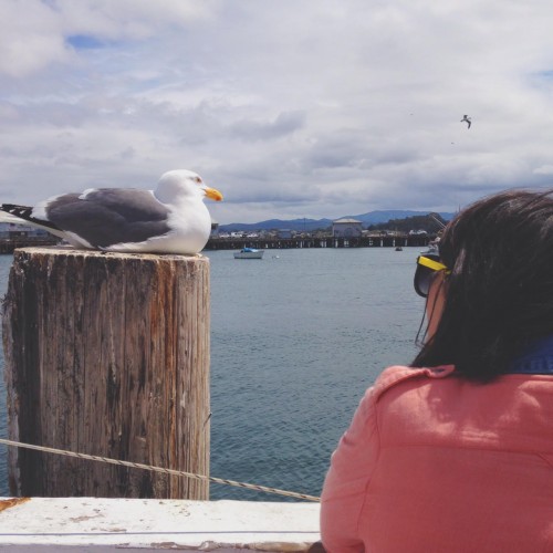 mouette