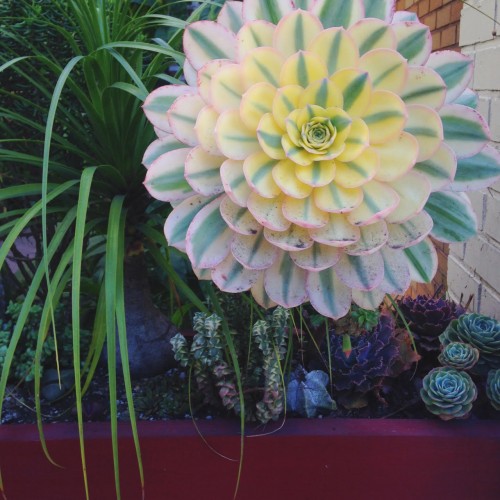 succulentes