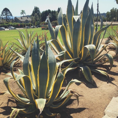 succulentes