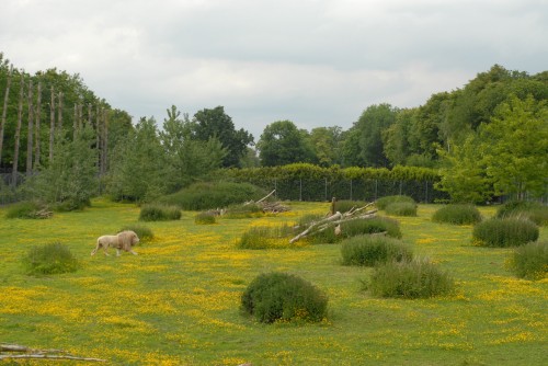 lion-blanc