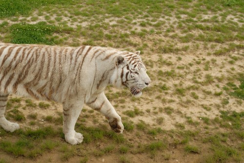 tigre-blanc