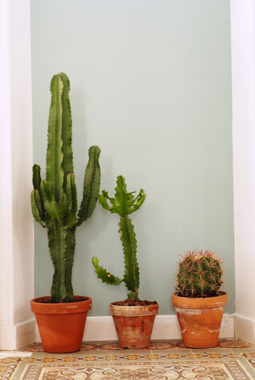 cactusfamily