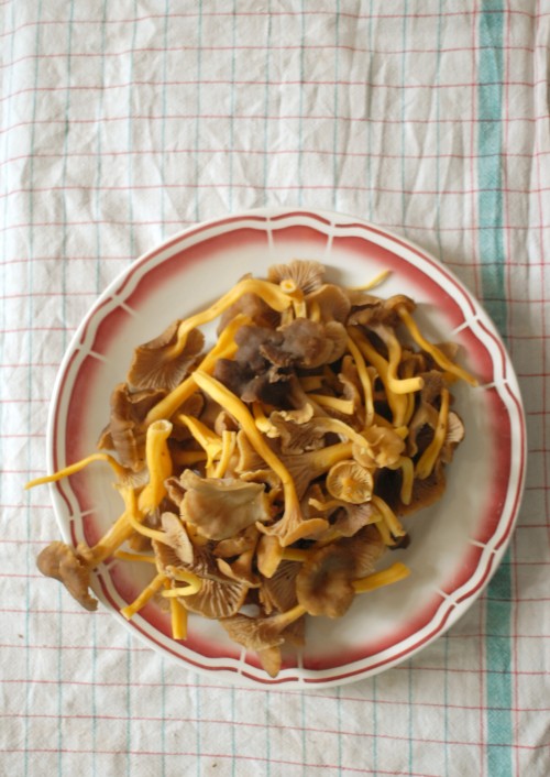 chanterelles