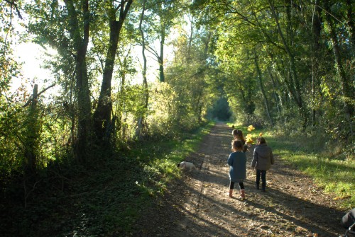 le-petit-sous-bois