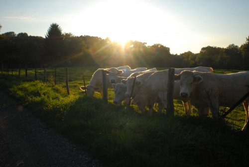 on-va-voir-les-vaches