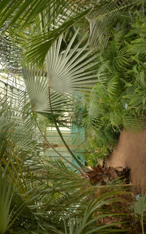 Les petites sorties d'été: Le jardin des serres d'Auteuil