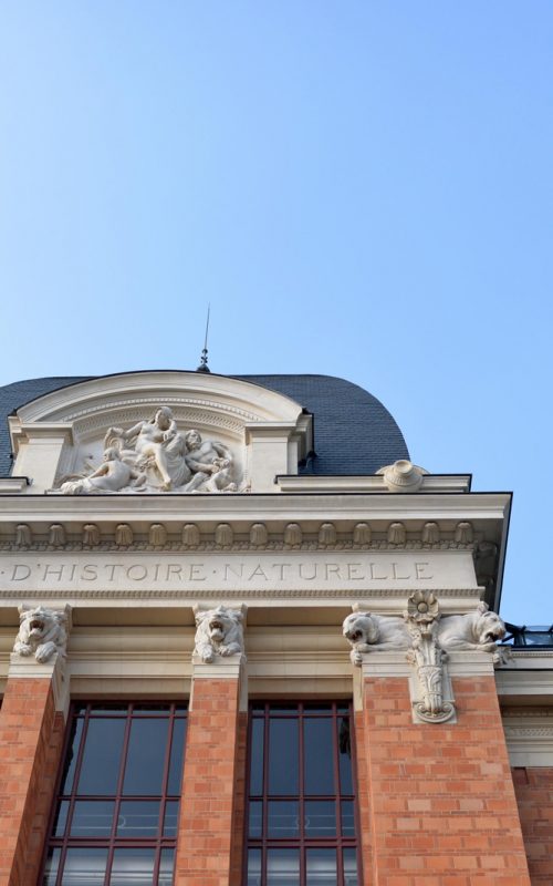 les petites sorties: La galerie de paléontologie et d'anatomie comparée et une chouette journée à paris