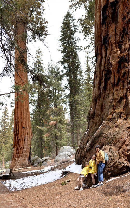 Notre raod trip en Californie, Sequoïa park