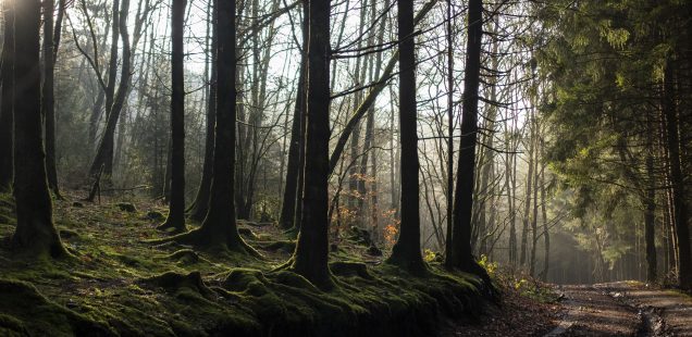 Une cabane dans les Ardennes Belges